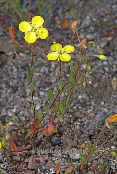 camissonia sierrae ssp sierrae 1 graphic